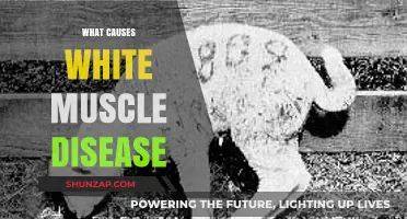Understanding White Muscle Disease: Causes and Prevention Strategies