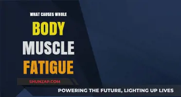 Understanding Whole Body Muscle Fatigue: Causes and Contributing Factors