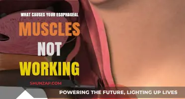 Understanding Esophageal Muscle Dysfunction: Causes and Impact on Digestion