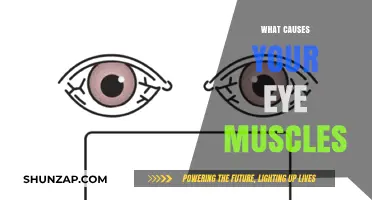 Understanding the Factors Behind Eye Muscle Strain and Weakness