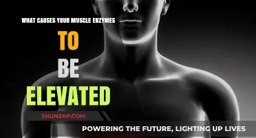 Elevated Muscle Enzymes: Causes and What They Reveal About Your Health