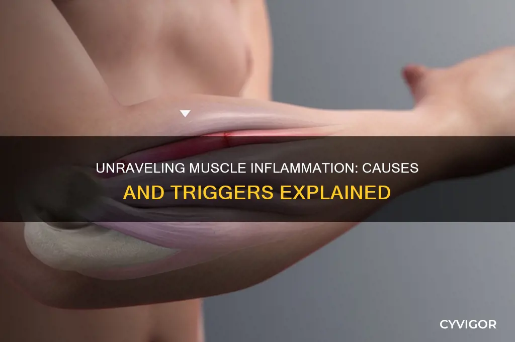 what causes your muscles to be inflamed