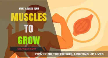 Unleashing Muscle Growth: Understanding the Science Behind Strength and Size