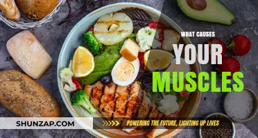 Unraveling the Science: What Causes Your Muscles to Grow and Repair