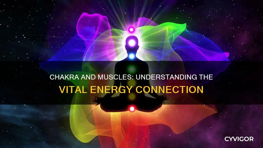 what chakra rules the muscles