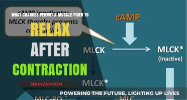 Unwinding Muscles: Key Changes Enabling Post-Contraction Relaxation