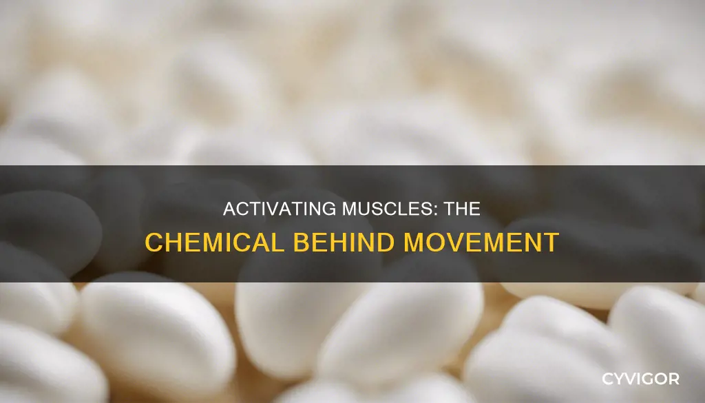 what chemical activates muscles