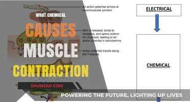 Unveiling the Key Chemical Trigger Behind Muscle Contraction