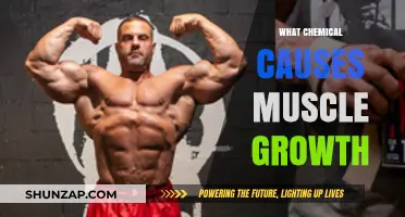 Unveiling the Key Chemical Drivers Behind Effective Muscle Growth