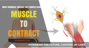 How Acetylcholine Triggers Muscle Contraction Across the Synapse