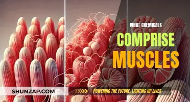 Muscle Tissue Chemistry: What's in Our Muscles?