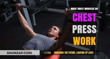 Chest Press Workout: Targeted Muscles and Effective Techniques Explained