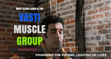 Understanding the Vasti Muscles: A Class Lever Analysis