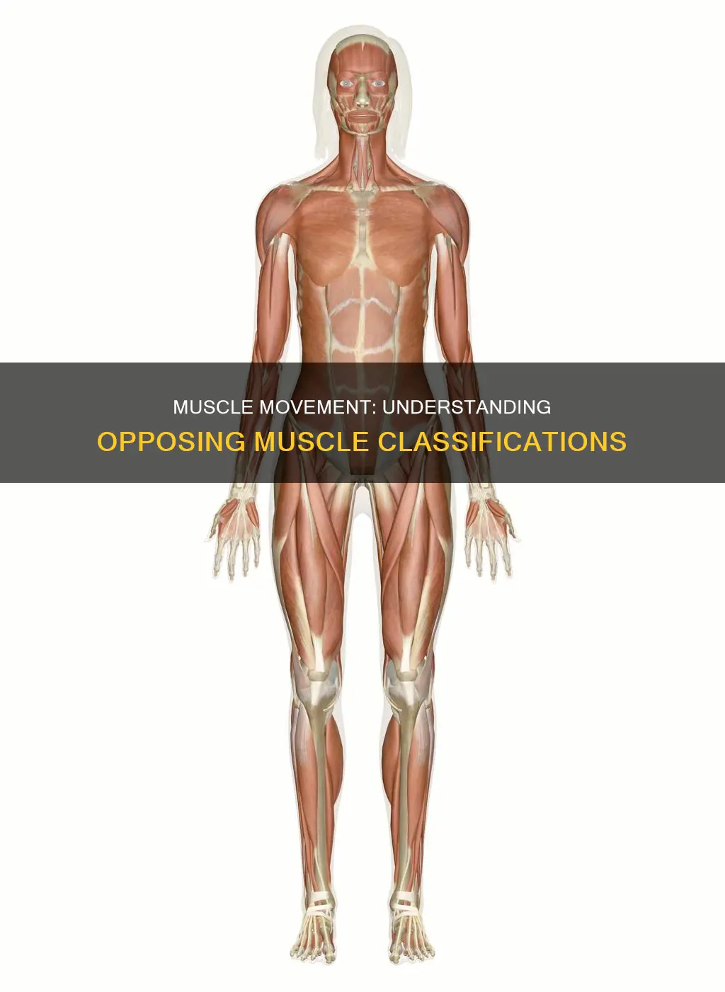 what classifies an opposing muscle
