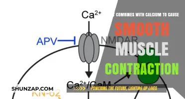 Calcium and Smooth Muscle Contraction: The Role of Key Cofactors