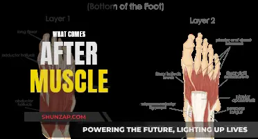 Unlocking the Secrets of Muscle Recovery and Growth