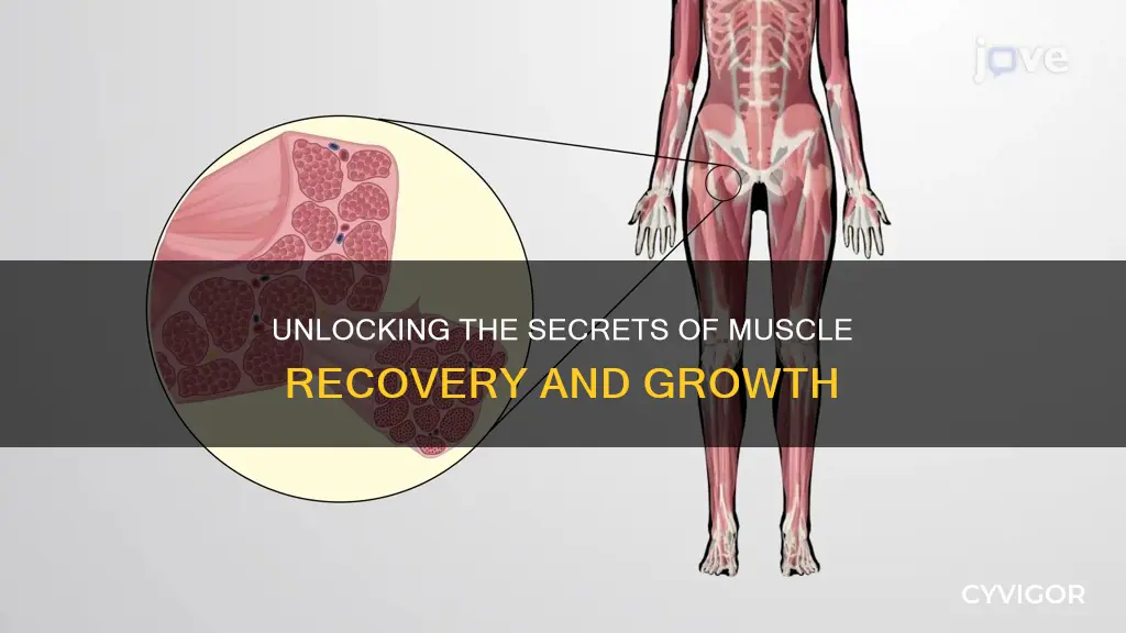 what comes after muscle