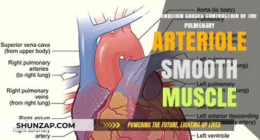 Pulmonary Arteriole Smooth Muscle Contraction: Causes and Conditions