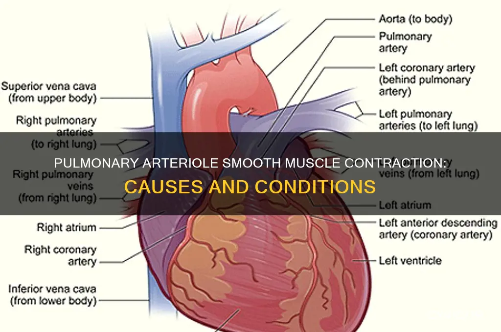 what condition causes contraction of the pulmonary arteriole smooth muscle