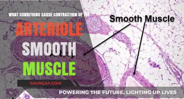 Conditions Triggering Arteriole Smooth Muscle Contraction: A Comprehensive Overview