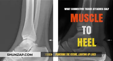 Understanding the Achilles Tendon: Calf Muscle to Heel Connection