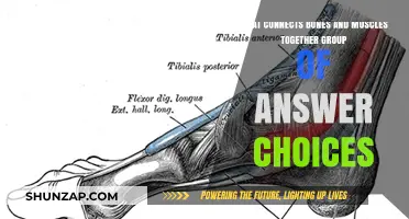 How Tendons and Ligaments Connect Bones and Muscles Together
