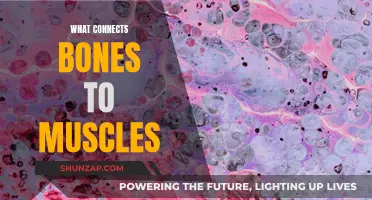 The Link Between Bones and Muscles