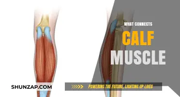 Unveiling the Fascinating Connections of Your Calf Muscles