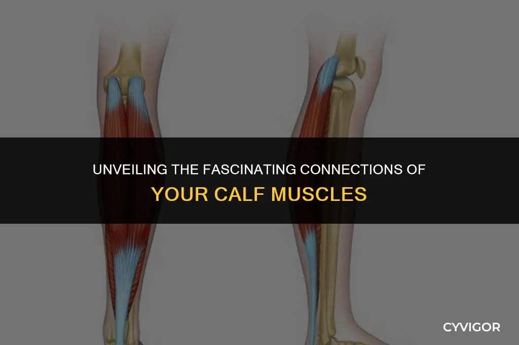 what connects calf muscle