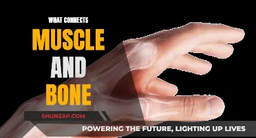 The Link Between Muscle and Bone