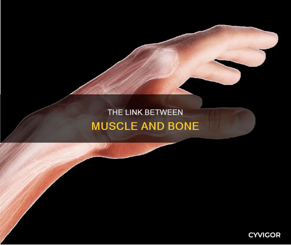 what connects muscle and bone