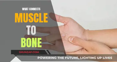 The Powerful Link Between Muscle and Bone