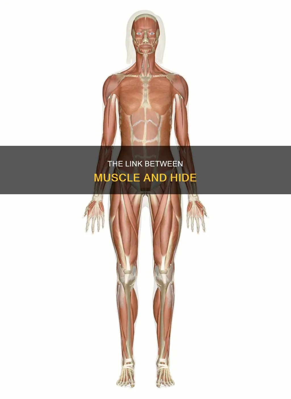 what connects muscle to hide