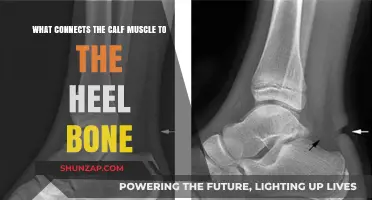 Understanding the Achilles Tendon: Calf Muscle to Heel Bone Connection