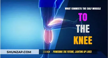Unveiling the Hidden Link: Calf Muscle and Knee Connection Explained
