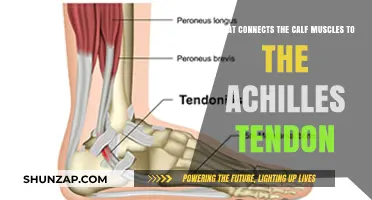 The Calf-Achilles Connection: Understanding the Anatomy of Movement