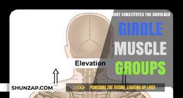Understanding the Shoulder Girdle: Key Muscle Groups and Functions