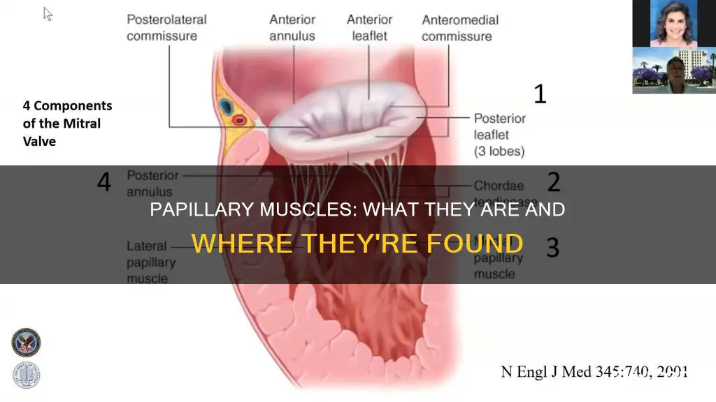 what contain papillary muscles