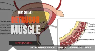 Understanding the Detrusor Muscle and Its Function