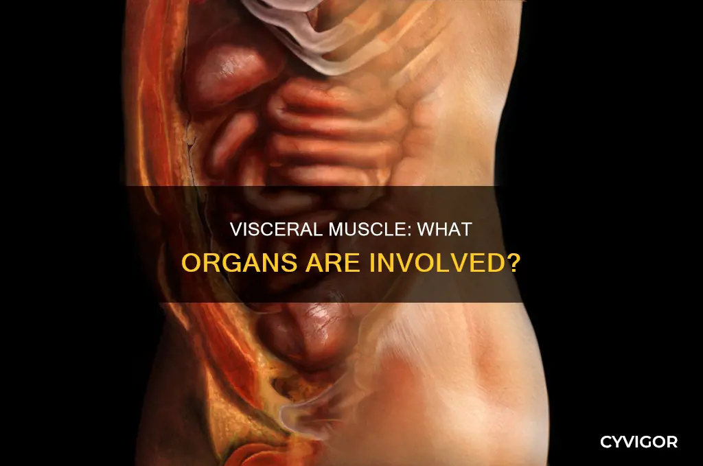 what contains visceral muscle