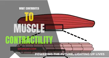 Muscle Contractility: Factors and Mechanisms Explained
