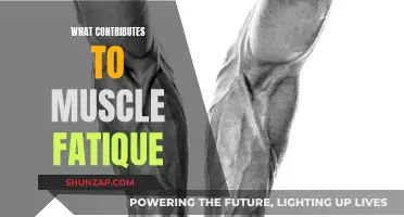 Muscle Fatigue: Uncovering the Complex Factors Involved