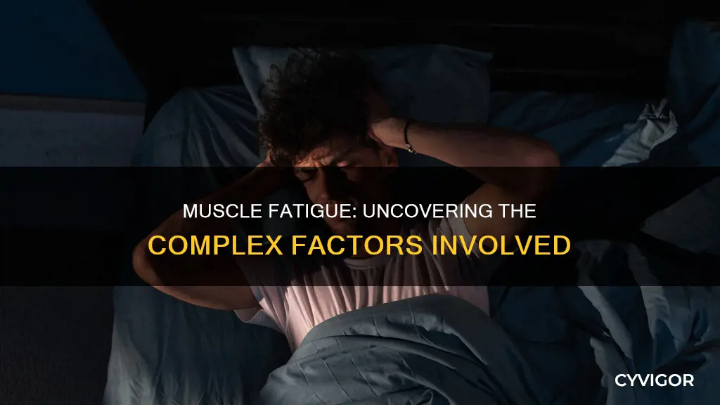 what contributes to muscle fatique