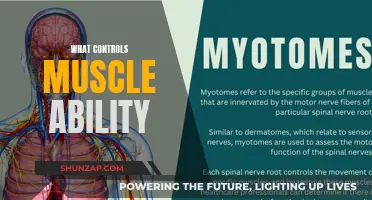 Unlocking Muscle Ability: The Brain-Body Connection