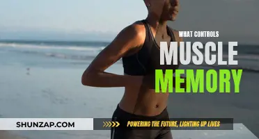 How Muscle Memory Works: The Science Behind It