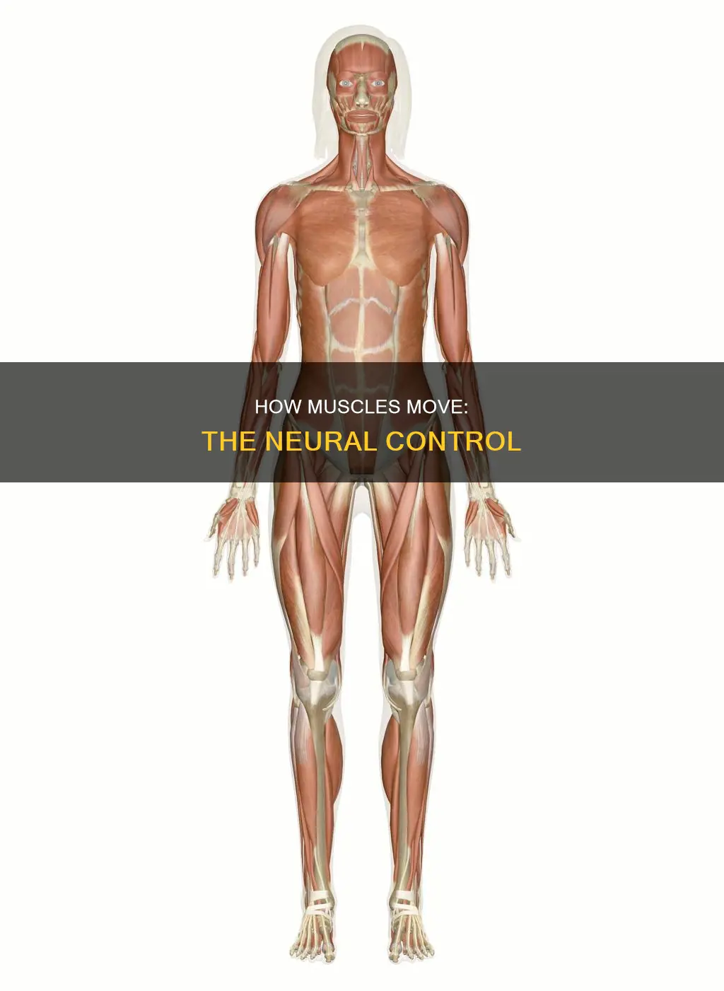 what controls muscle movemnet