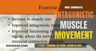 Brain's Role: Controlling Antagonistic Muscle Movements