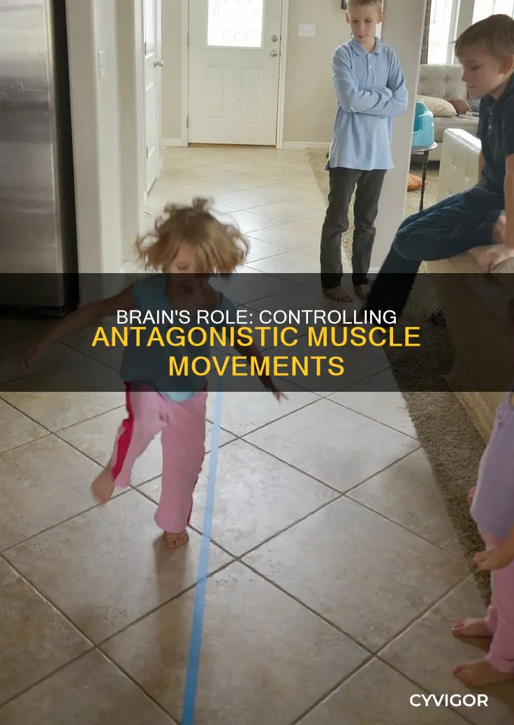 what coordinates antagonistic muscle movements