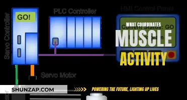 Brain's Role: Muscle Coordination and Control