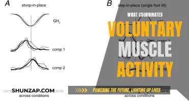 Brain's Role in Controlling Voluntary Muscle Activity